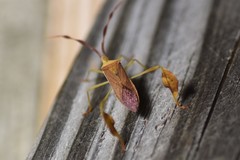 Chondrocera laticornis