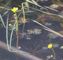Ranunculus flabellaris