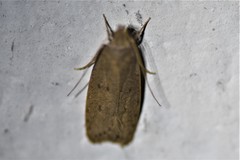 Autosticha kyotensis