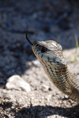 Natrix astreptophora