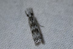 Microcrambus kimballi