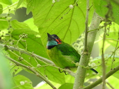 Psilopogon duvaucelii