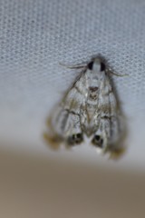 Eoparargyractis irroratalis