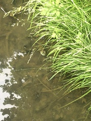 Lithobates catesbeianus
