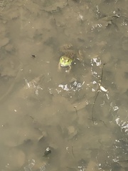 Lithobates catesbeianus