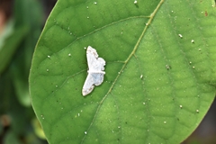 Scopula propinquaria