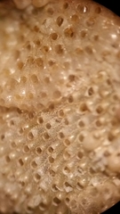 Primavelans insculpta