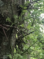 Gleditsia triacanthos