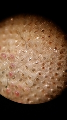 Primavelans insculpta