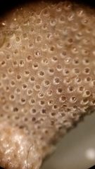 Primavelans insculpta