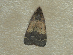 Hydrillodes dimissalis