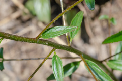 Sairocarpus vexillocalyculatus breweri