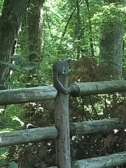 Sciurus carolinensis