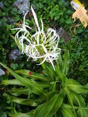 Crinum asiaticum
