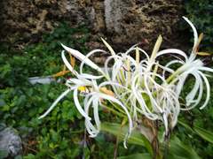 Crinum asiaticum