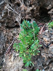 Limonium wrightii wrightii