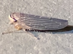 Chlorotettix necopinus