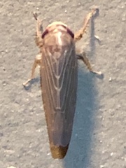 Chlorotettix necopinus