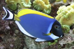 Powder-Blue Surgeonfish photo 2