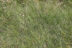 Libelloides coccajus