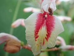 Alpinia formosana