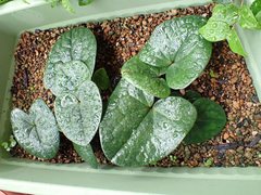 Asarum senkakuinsulare