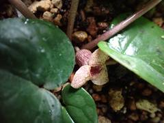 Asarum senkakuinsulare