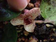 Asarum senkakuinsulare