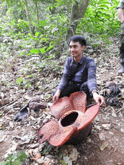Rafflesia arnoldii