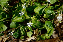 Viola cucullata