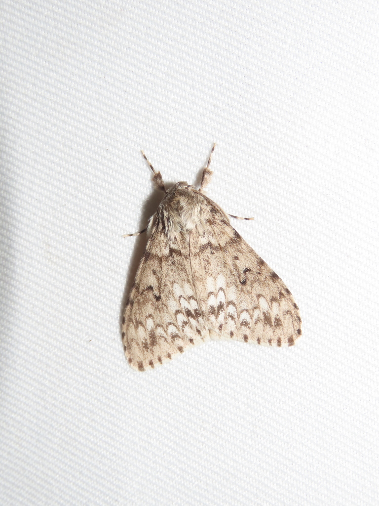 Lymantria grisea