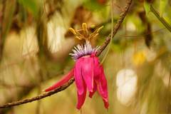 Passiflora rogitamensis