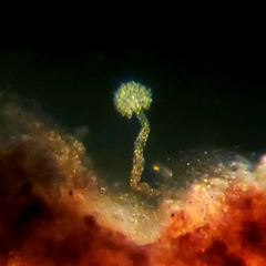 Anthophysa vegetans