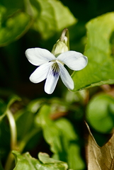 Viola cucullata
