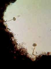 Anthophysa vegetans