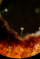 Anthophysa vegetans
