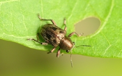 Scelodonta