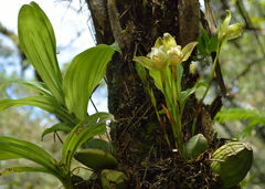 Lycaste deppei