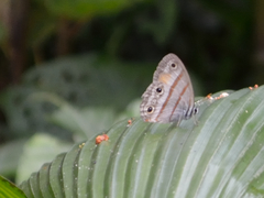 Cissia labe