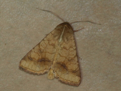Helicoverpa assulta