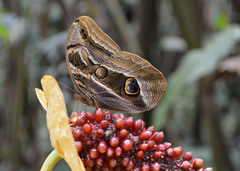 Eryphanis aesacus
