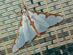 Cirrhochrista aetherialis