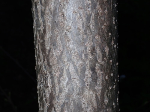 Paulownia tomentosa