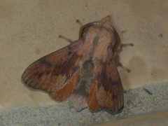 Entometa decorata