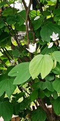 Bauhinia acuminata