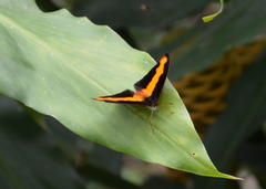 Catonephele mexicana