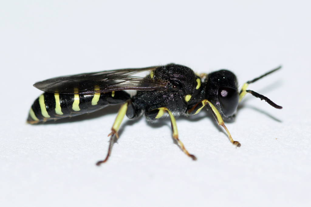 Ectemnius ruficornis