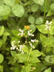 Mitreola