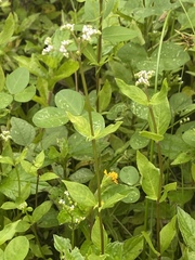 Mitreola