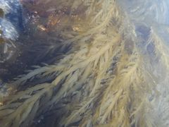 Desmarestia herbacea